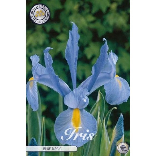 Holländsk iris-Iris hollandica &