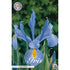 Holländsk iris-Iris hollandica &