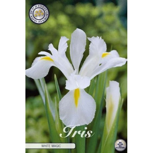 Holländsk iris-Iris hollandica &