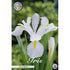 Holländsk iris-Iris hollandica &