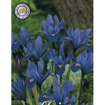 Våriris-Iris reticulata &