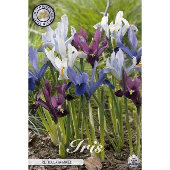 Våriris-Iris reticulata &