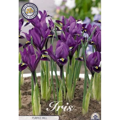 Våriris-Iris reticulata &
