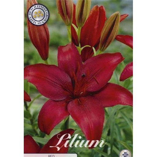 Asiatilja-Lilium asiatic &