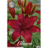 Asiatilja-Lilium asiatic &