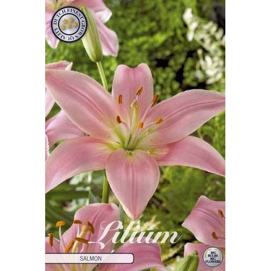 Asiatlilja-Lilium asiatic &