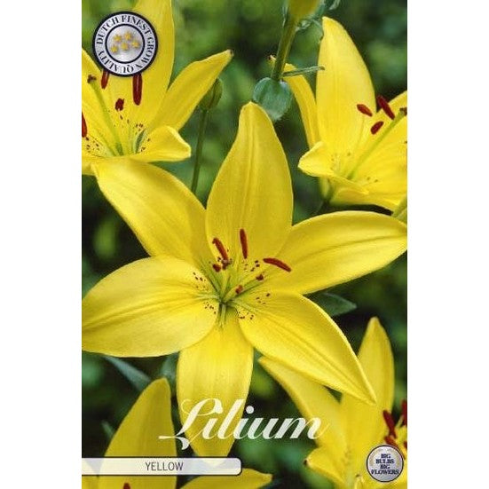 Asiatlilja-Lilium asiatic &