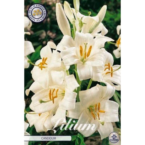 Madonnailja-Lilium Candidum 1-pack