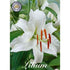 Orientalisk lilja-Lilium orientalis &