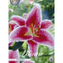 Orientalisk lilja-Lilium orientalis &