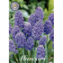 Armenisk pärlhyacint-Muscari armeniacum &