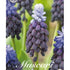 Bredbladig pärlhyacint-Muscari Latifolium 15-pack