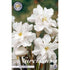 Narcissus Albo Plenus 5-pack