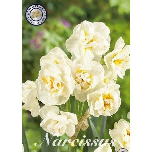 Narcissus Bridal Crown 6-pack