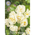 Narcissus Bridal Crown 6-pack