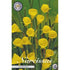 Narcissus Bulbocodium 10-pack
