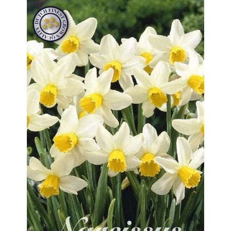 Narcissus Golden Echo 7-pack