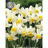 Narcissus Golden Echo 7-pack