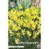 Narcissus Hawera 10-pack