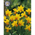 Narcissus Jetfire 7-pack