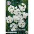 Narcissus Paperwhite Grandiflora 5-pack