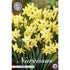 Narcissus Pipit 7-pack