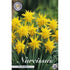 Narcissus Rip van Winkle 7-pack