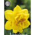 Narcissus Dick Wilden 5-pack