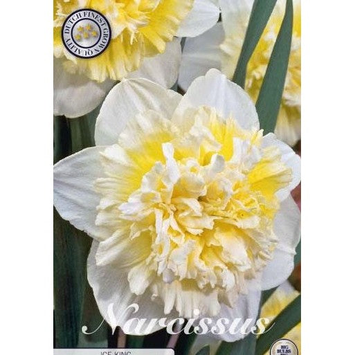 Narcissus Ice King 5-pack