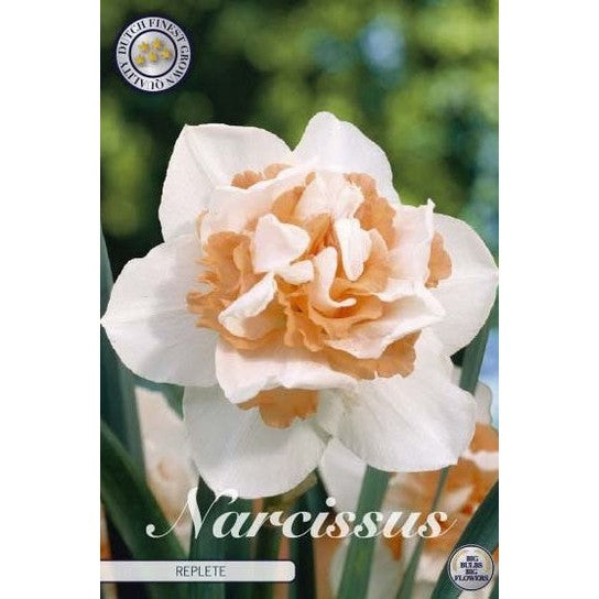 Narcissus Replete 5-pack