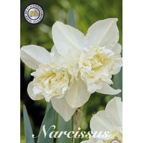 Narcissus White Marvel 5-pack