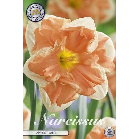 Narcissus Apricot Whirl 5-pack