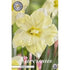 Narcissus Cassata 5-pack
