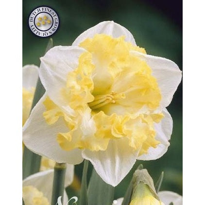 Narcissus Printal 5-pack