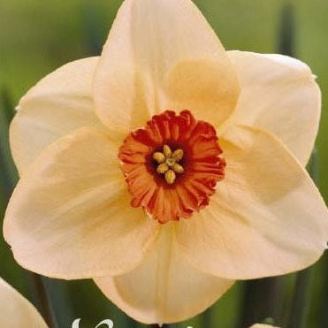 Narcissus Altruist 5-pack