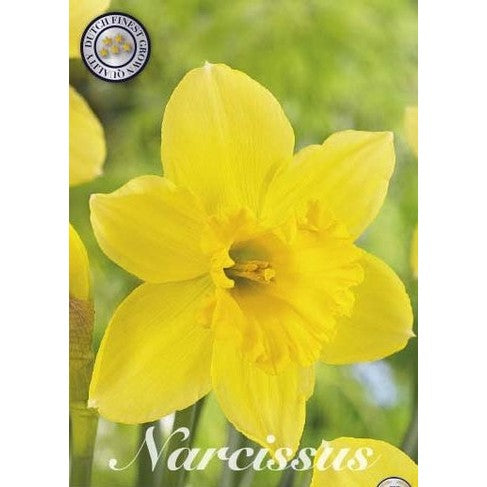 Narcissus Carlton 5-pack
