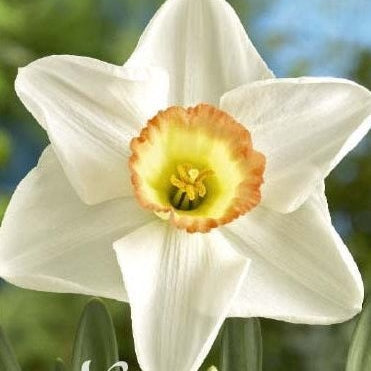 Narcissus High Society 5-pack