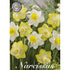 Narcissus Mainstreet 5-pack