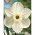 Narcissus Princess Zaide 5-pack