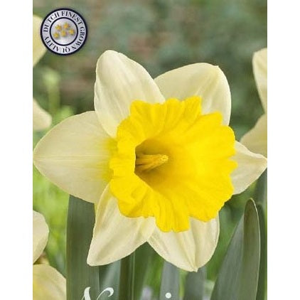 Narcissus Goblet 5-pack