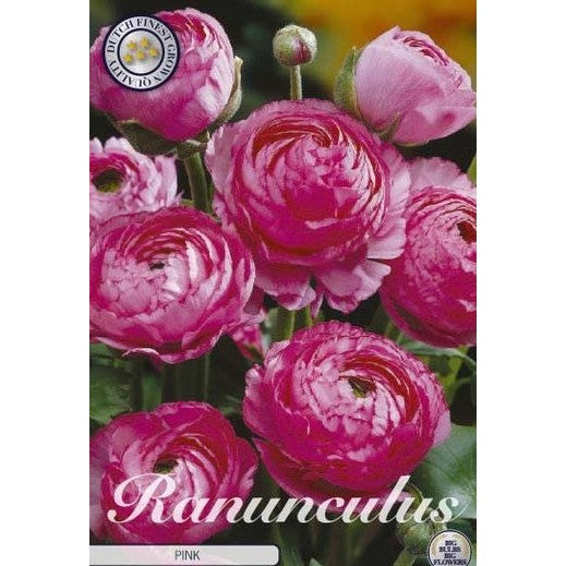 Bukettranunkel-Ranunculus asiaticus &