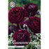 Bukettranunkel-Ranunculus asiaticus &