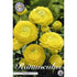 Bukettranunkel-Ranunculus asiaticus &