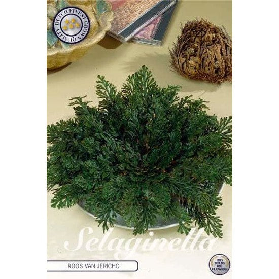 Falsk Jerikoros-Selaginella lepidophylla &