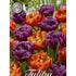 Tulpan Bravoure 10-pack
