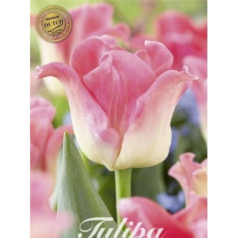 Tulpan Crown of Dynasty (premium) 7-pack