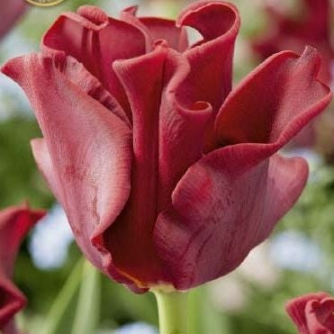 Tulpan Red Dress (premium) 7-pack