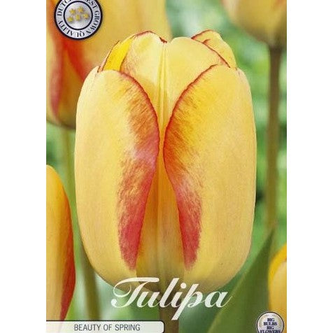 Tulpan Beauty of Spring 10-pack