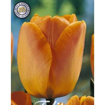 Tulpan Daydream 10-pack