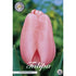 Tulpan Pink Impression 10-pack